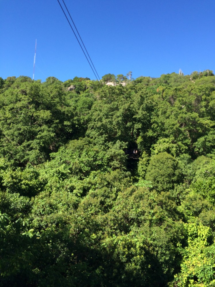 a zip-line through the trees